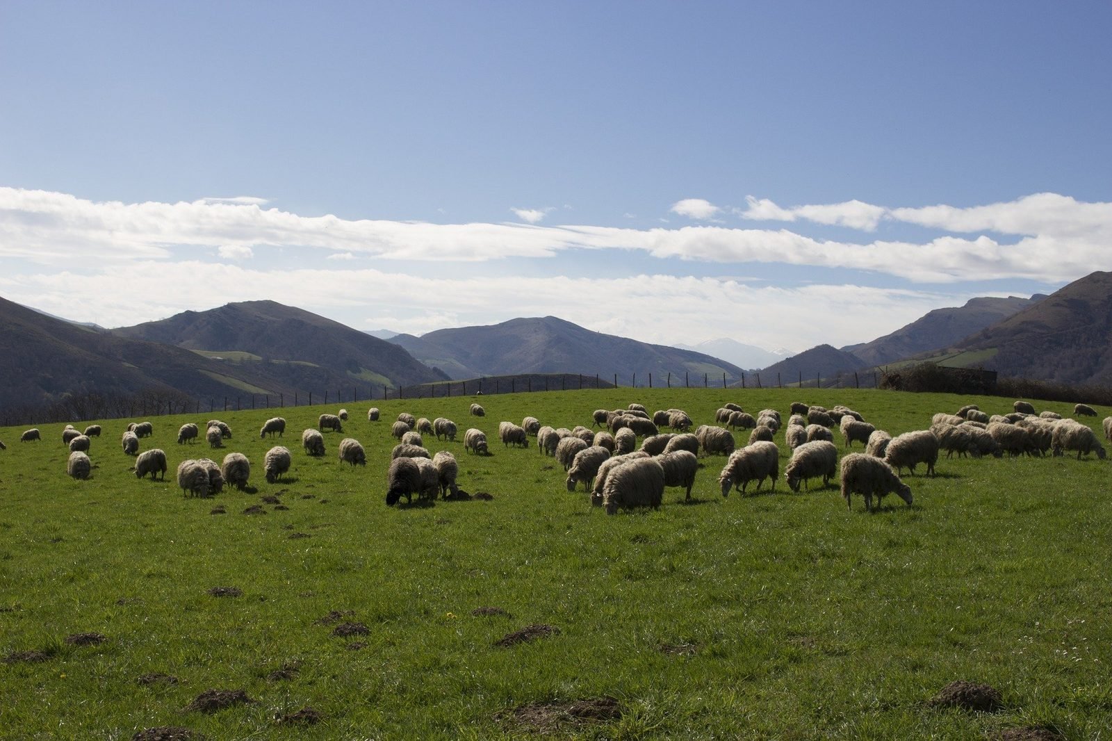 Troupeau de brebis dans les prairies des montagnes basques