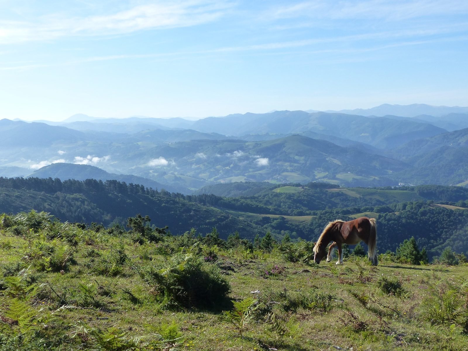 Pottok en liberté sur les crêtes de Basse-Navarre au Pays Basque